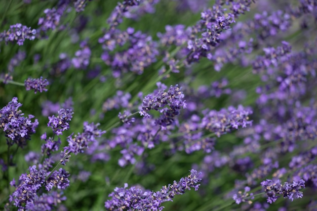 Lichtung mit lila Blüten. Natur und Pflanzen.