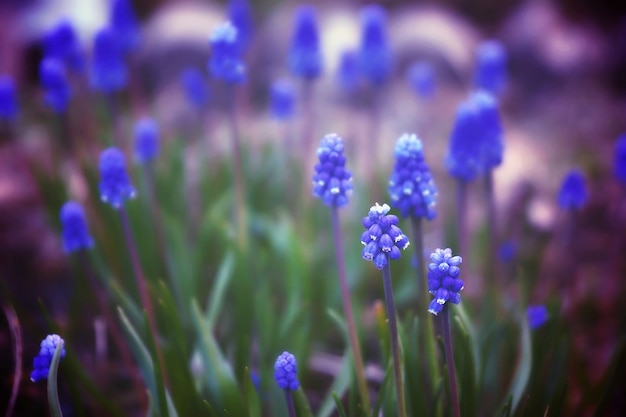 Lichtung mit schönen blauen Blumen genannt Miscuri, Frühlingsblüte.