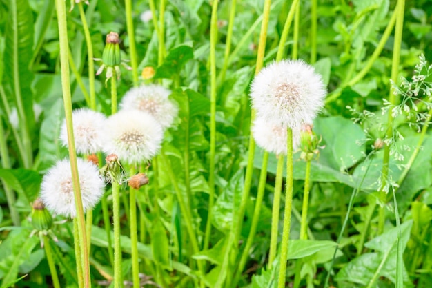 Lichtung von frischem Wiesen-Löwenzahn an einem sonnigen Frühlingstag Blühender Löwenzahn Ausgezeichneter Hintergrund für den Ausdruck der Frühlingsstimmung Löwenzahn-Pflanze mit einer flauschigen Knospe