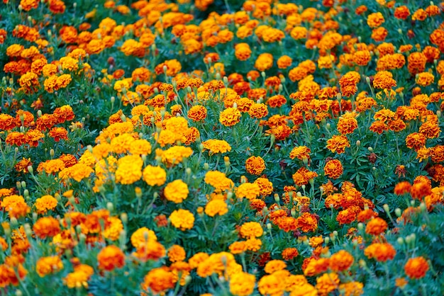 Lichtung von hellen Blumen schließen oben.