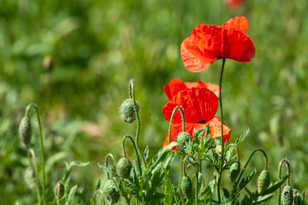 Lichtung von roten Mohnblumen in den Strahlen der Sonnenahaufnahme