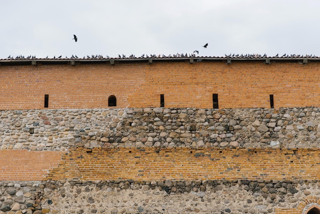 Lida Bielorrusia Abril 2022 Palomas en la pared del Castillo de Leeds