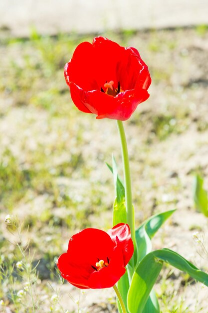 Liebe, Leidenschaft, Romantik Tulpen mit roten Blütenblättern, die an einem sonnigen Tag blühen Tulip Blumengarten im Frühling Frühling Sommersaison Natur Schönheit Umgebung