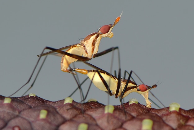 Liebe machen Insekten