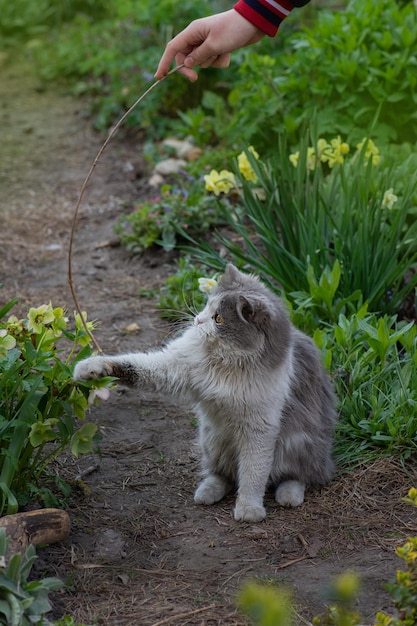 Liebenswerte Katze zu Hause in den Händen eines Mädchens Lustiger Tag mit Katze im Hof