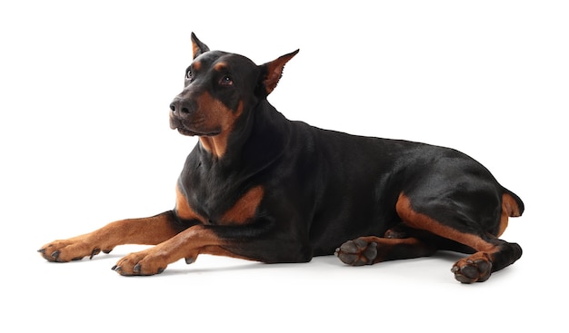 Liebenswerter Doberman auf weißem Hintergrund Haustier