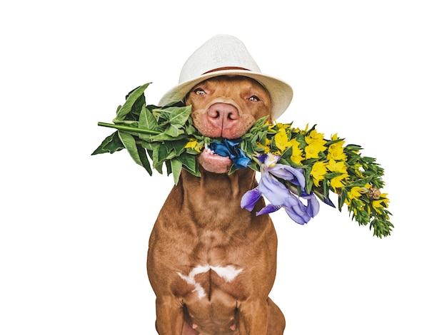 Liebenswerter hübscher brauner Welpe und helle Blumen