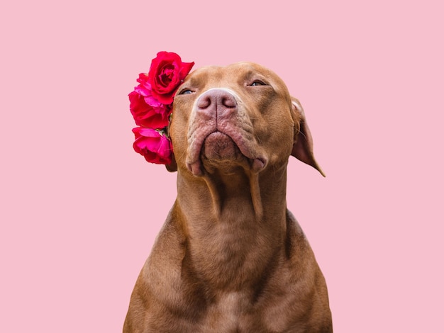 Liebenswerter hübscher brauner Welpe und helle Blumen