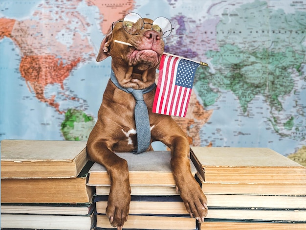 Liebenswerter hübscher Hund und amerikanische Flagge Nahaufnahme drinnen