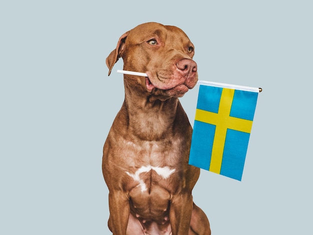 Liebenswerter hübscher Hund und Flagge von Schweden