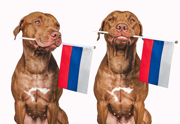 Liebenswerter hübscher Hund und Nahaufnahme der russischen Flagge