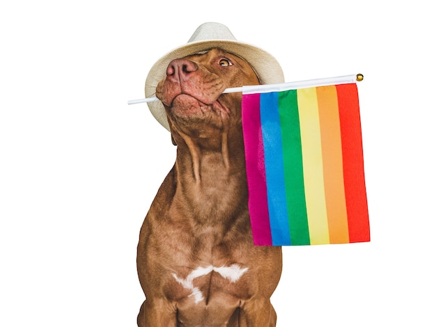 Liebenswerter hübscher Hund und Rainbow Flag Closeup