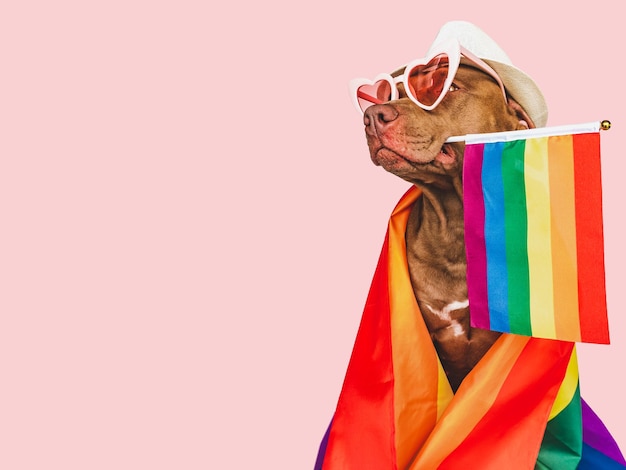 Liebenswerter hübscher Hund und Rainbow Flag Closeup