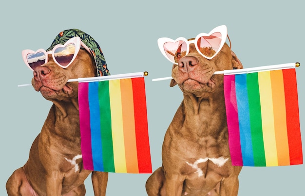 Liebenswerter hübscher Hund und Rainbow Flag Closeup