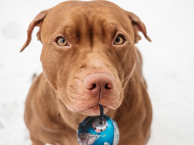 Liebenswerter hübscher Hund und Weihnachtsschmuck Wintertag