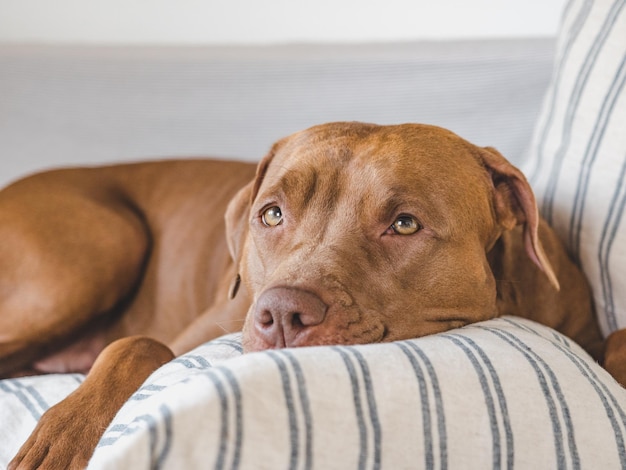 Liebenswerter hübscher Welpe, der auf dem Bett liegt