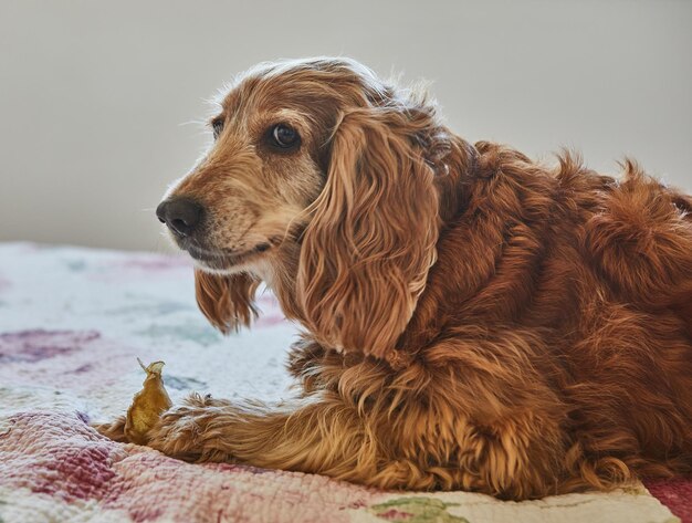 Liebenswerter Red Cocker Spaniel-Hund isst ein Schweineohr, während er auf einem Bett liegt