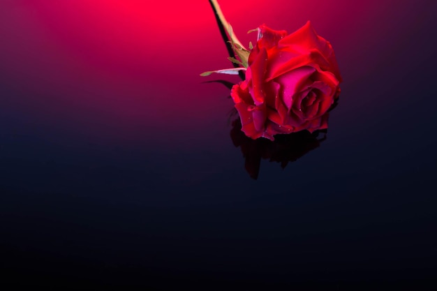 Liebes- und Valentinstagkonzept aus roter Rose auf schwarzem Hintergrund