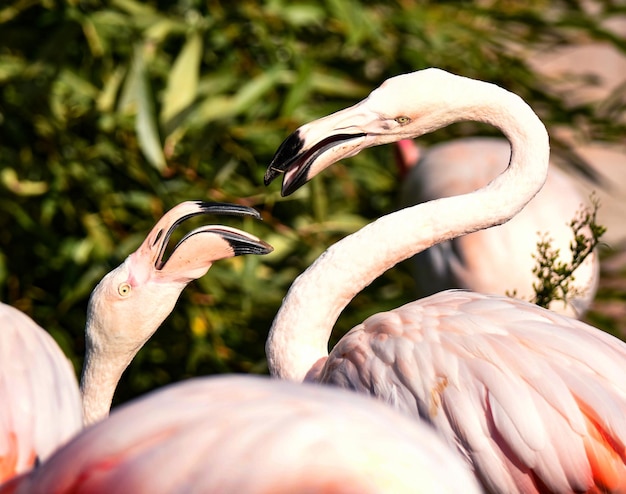 Liebesgeschichte zwei rosa Flamingos streiten miteinander