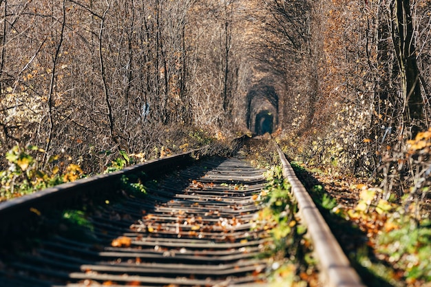 Liebestunnel im Herbst eine Eisenbahn im Herbstwald Tunnel der Liebe Herbstbäume und die Eisenbahn