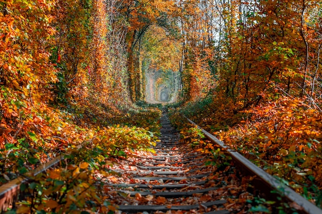 Liebestunnel im Herbst. Eisenbahn und Tunnel von Bäumen