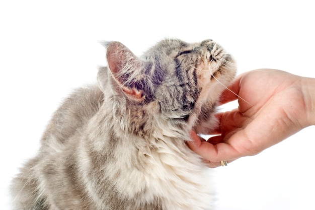 Liebevolle Maine-Waschbärkatze