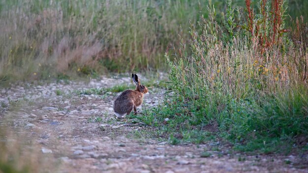 liebre en un campo