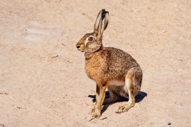 Foto liebre - conejo - conejo en el terreno árido y arenoso