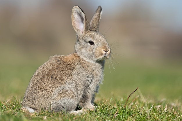 Liebre de conejo mientras te mira en el fondo de la hierba