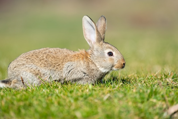 Liebre de conejo mientras te mira sobre fondo de hierba