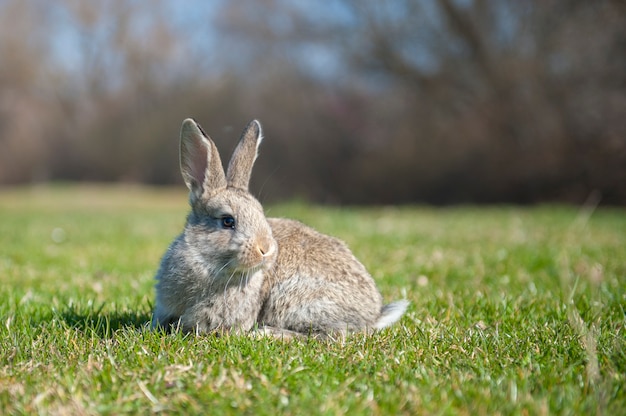 Liebre de conejo mientras te mira sobre fondo de hierba