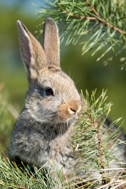 Liebre de conejo en pasto en verano