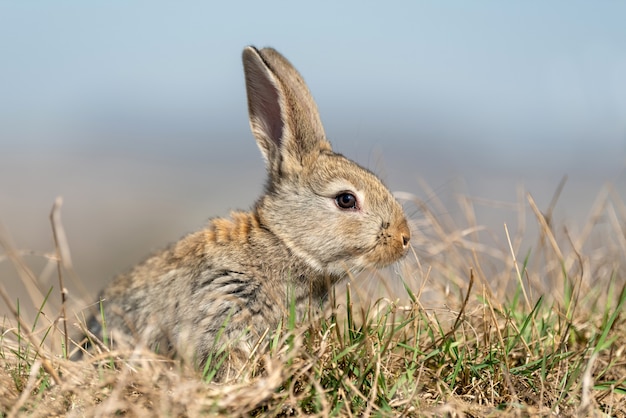 Liebre de conejo en pasto en verano