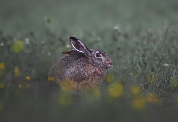 Liebre europea Lepus europaeus único mamífero sobre el césped Finlandia