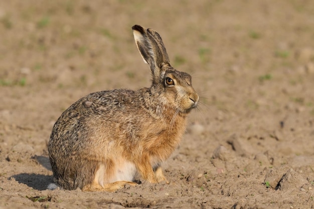 Liebre europea Lepus europaeus