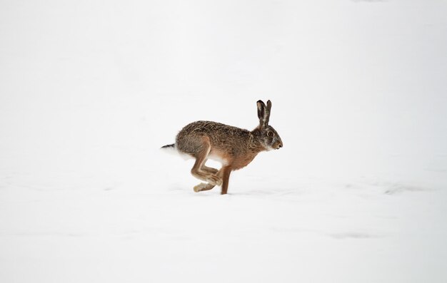 Foto la liebre marrón europea corriendo sobre una manta nevada la elegancia graciosa desveló a las liebres europeas el encantador sprint a través de los inviernos cubierta un ballet nevado de belleza silvestre