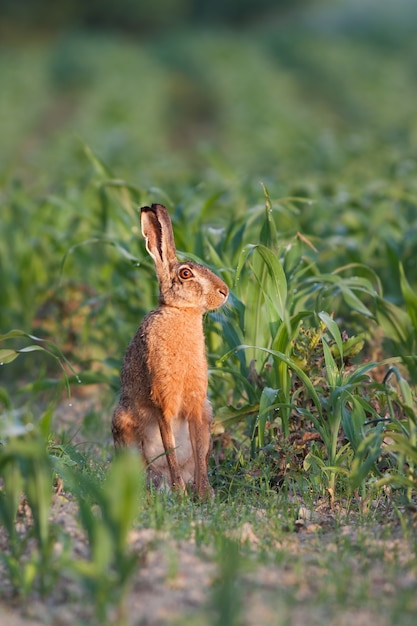 Liebre marrón europea Lepus europaeus