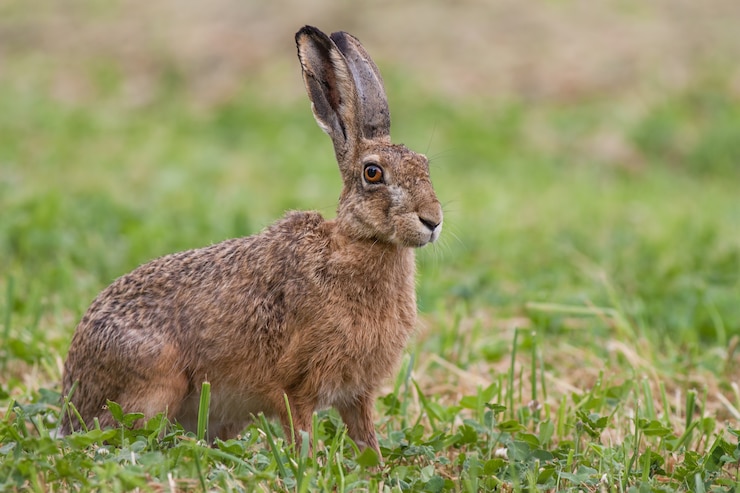 Foto liebre marrón europea lepus europaeus