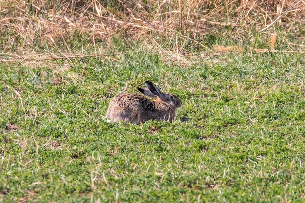 Liebre marrón europea (Lepus europeaus) escondidos en el campo el tiempo de primavera