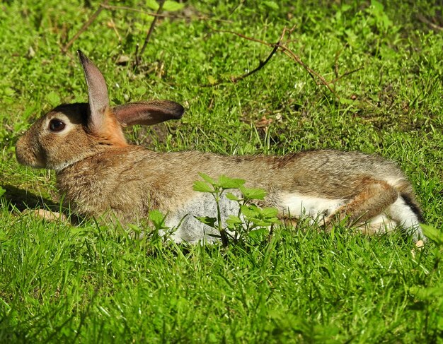 Foto la liebre se relaja en el campo de hierba