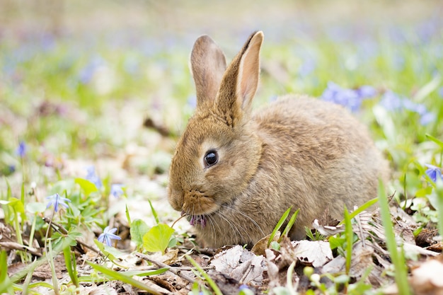 Liebres salvajes en un prado floreciente en primavera.