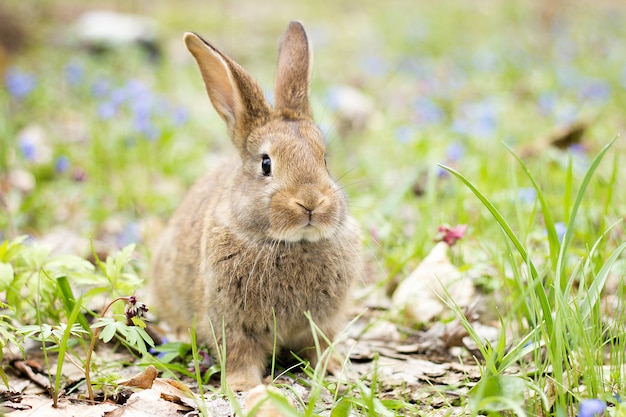 Liebres salvajes en un prado floreciente en primavera.