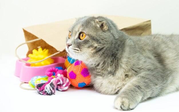 Lieferung von Waren für Tiere Die schottische Faltkatze nimmt die Lieferung vom Kurier entgegen