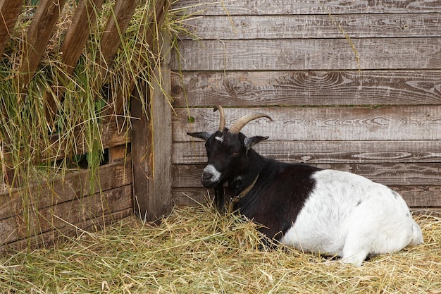 Liegende Hausziege auf der Ziegenfarm