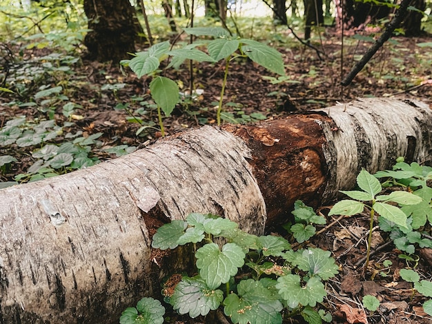 Liegender Baum im horizontalen Foto der hellen Farben des Waldes