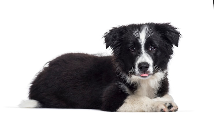 Foto liegender border collie welpe, ausgeschnitten