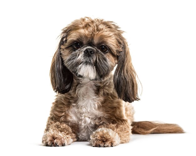 Liegender Shih Tzu, isoliert auf Weiß