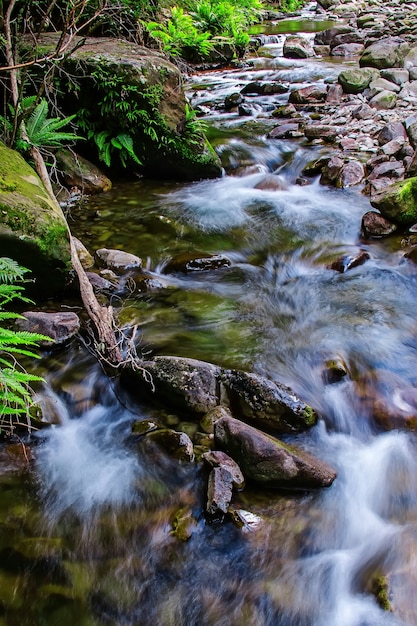 Foto liffey fällt staatsreserve in der midlands-region von tasmanien, australien.