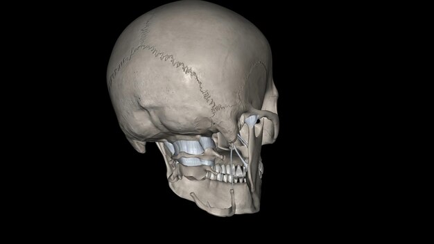 Foto ligamentos y huesos de la cabeza