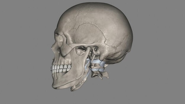 Ligamentos y huesos de la cabeza